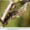 euphydryas aurinia1 larva2-3 ossetia2